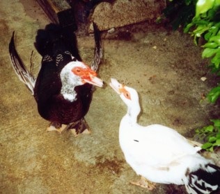 muscovy
